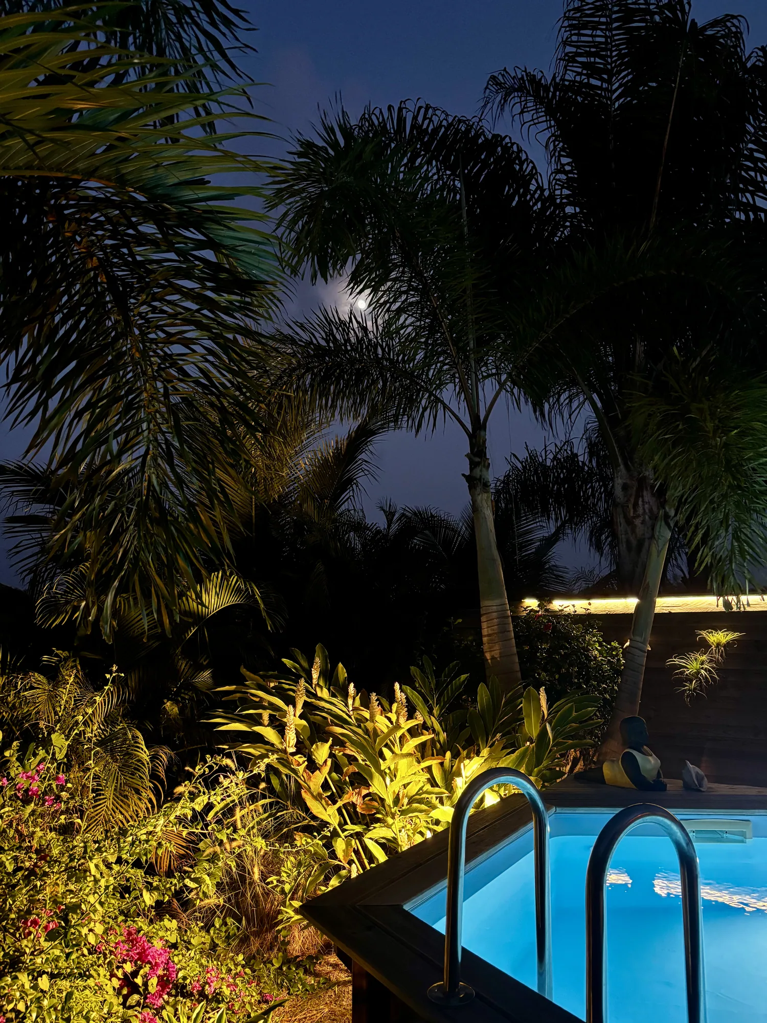 Piscine et palmiers sous le ciel nocturne