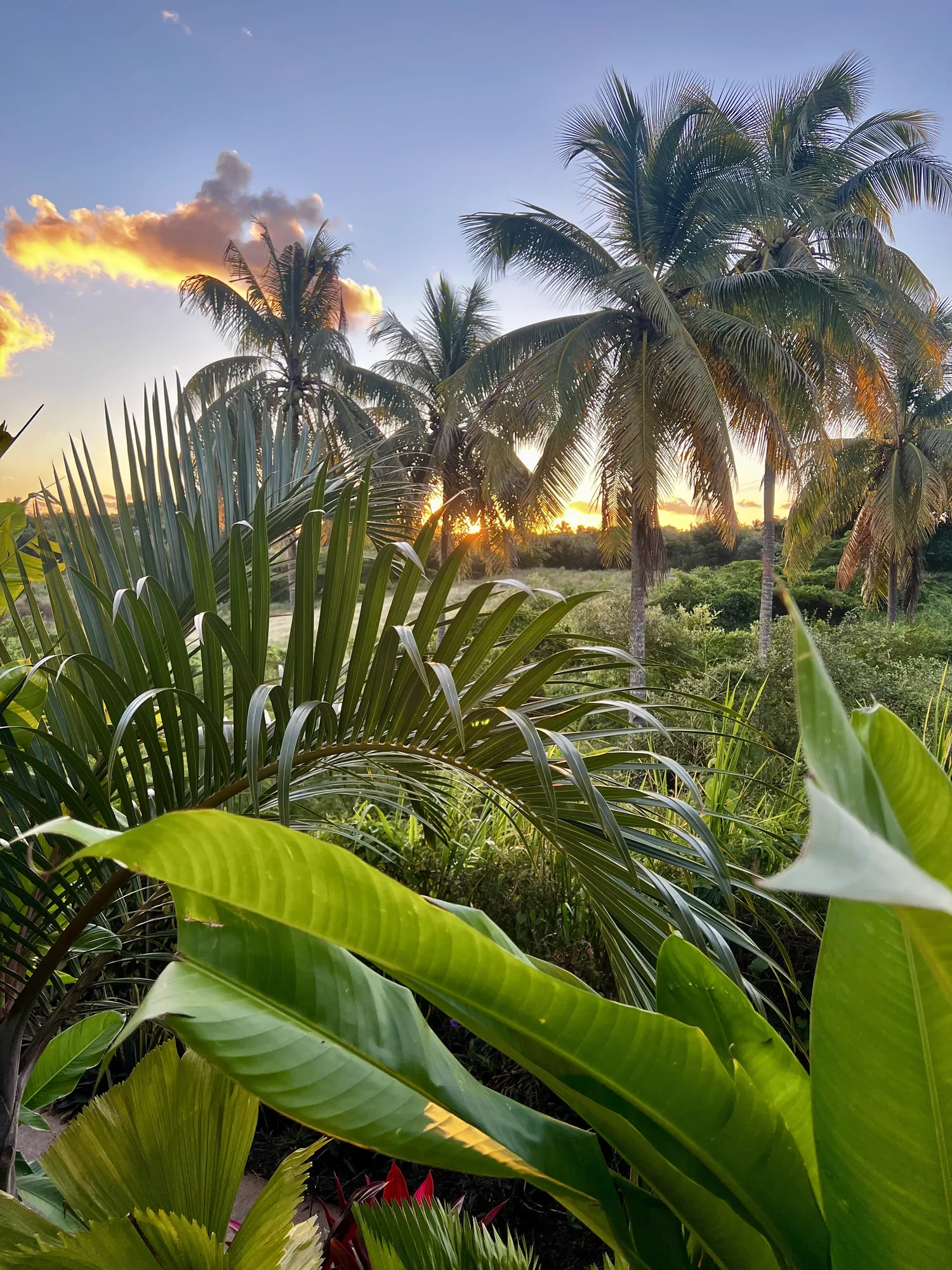 Coucher de soleil derrière les cocotiers