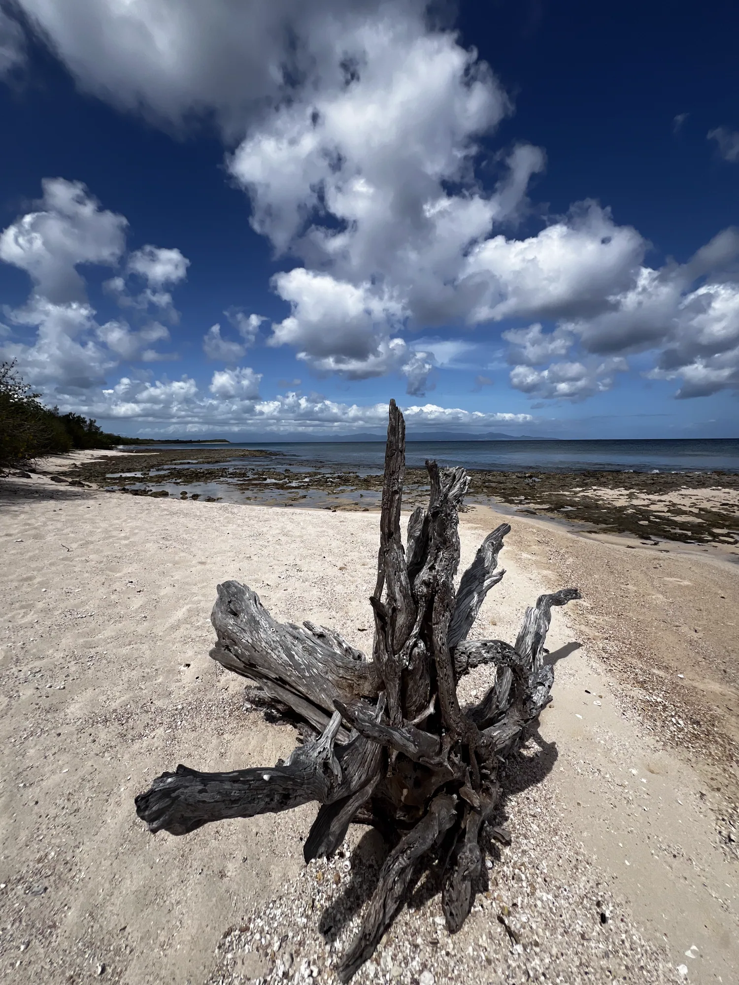 Bois flotté sur le sable