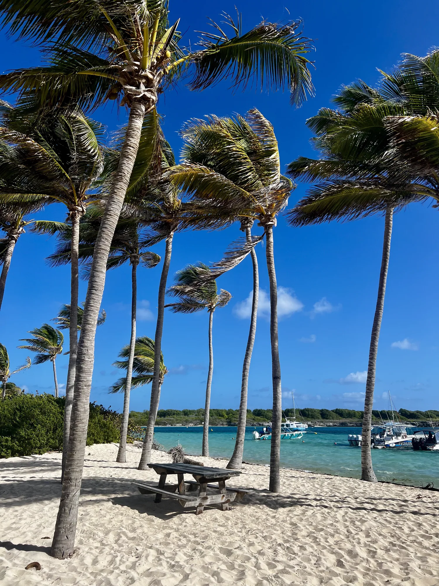 Cocotiers penchés au-dessus de la plage