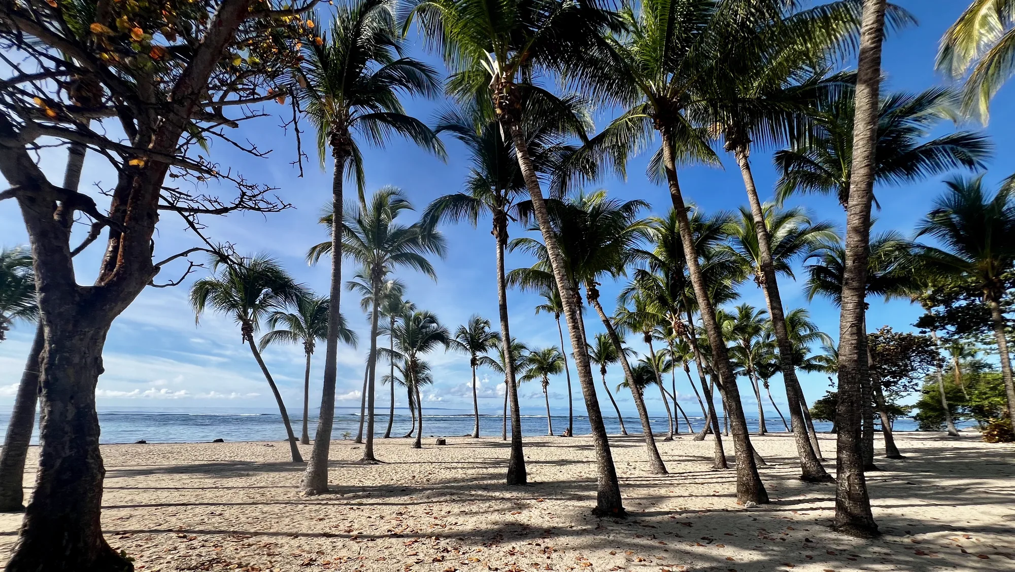 Plage de sable blanc bordée de cocotiers