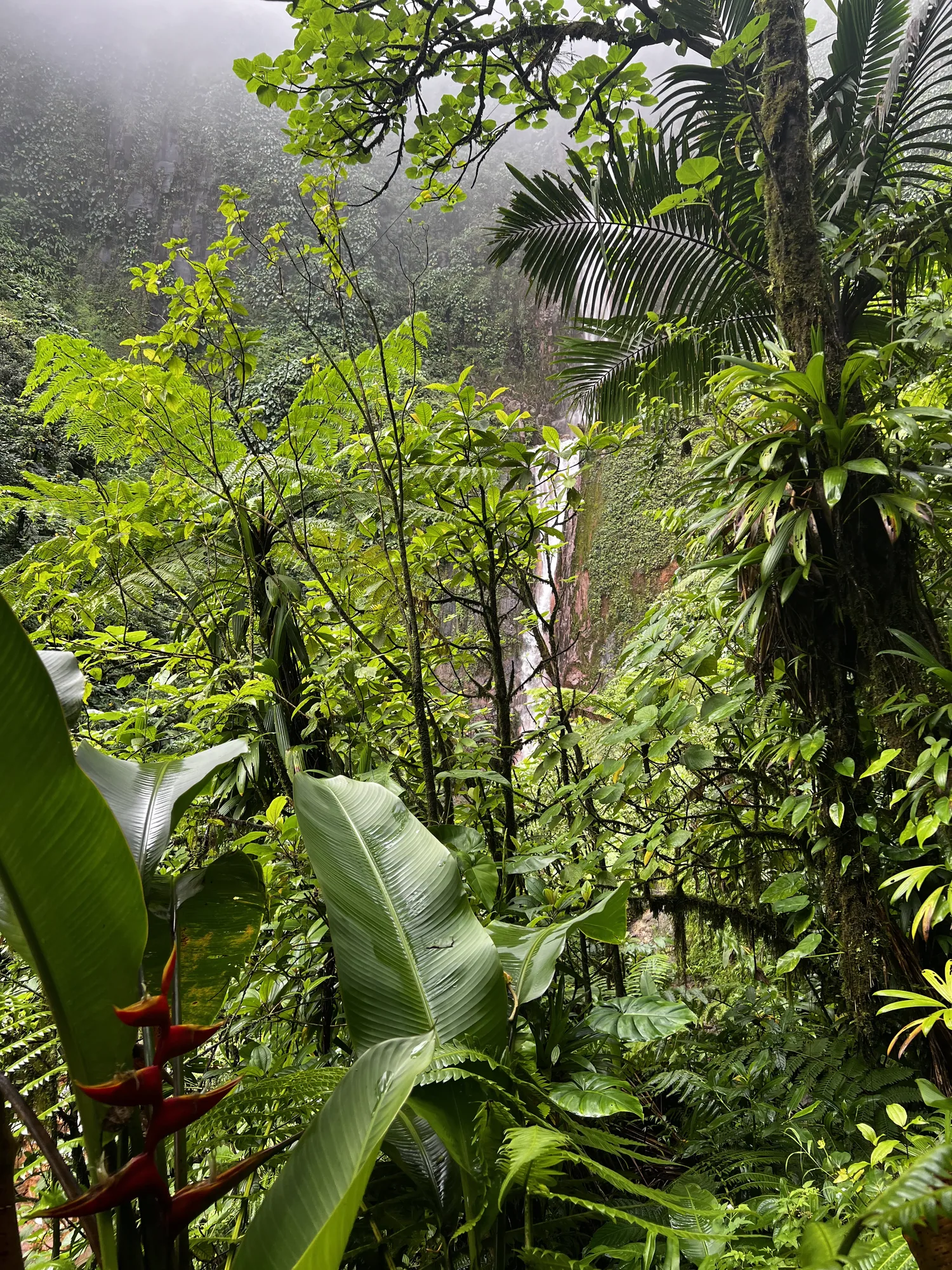 Végétation tropicale de la forêt guadeloupéenne