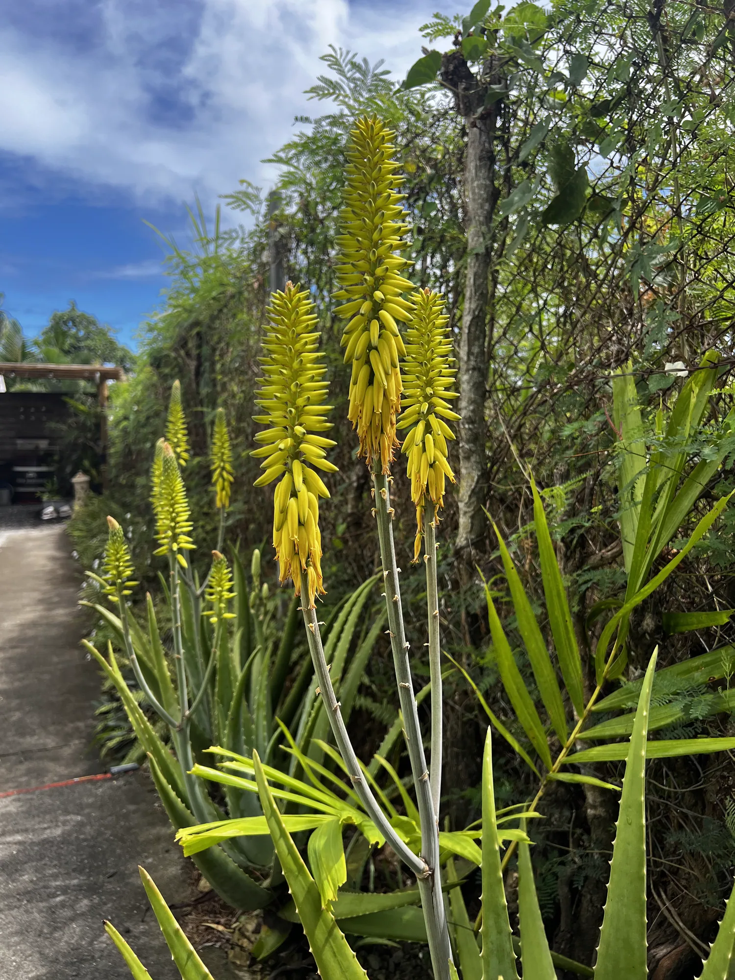 Aloès en fleurs