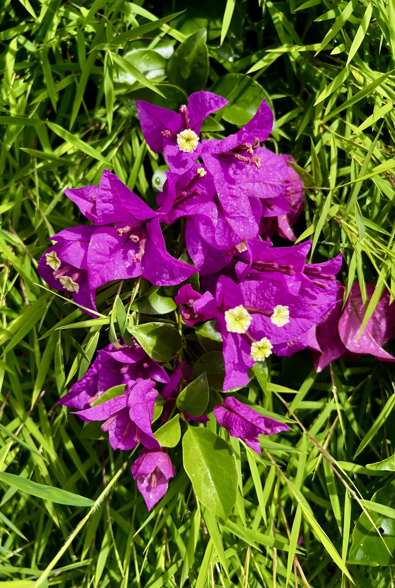Bougainvillier en fleurs dans le jardin