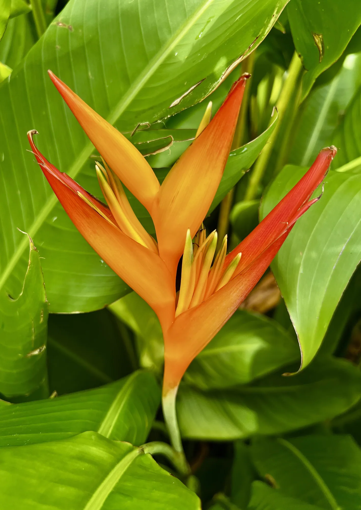 Fleur de balisier