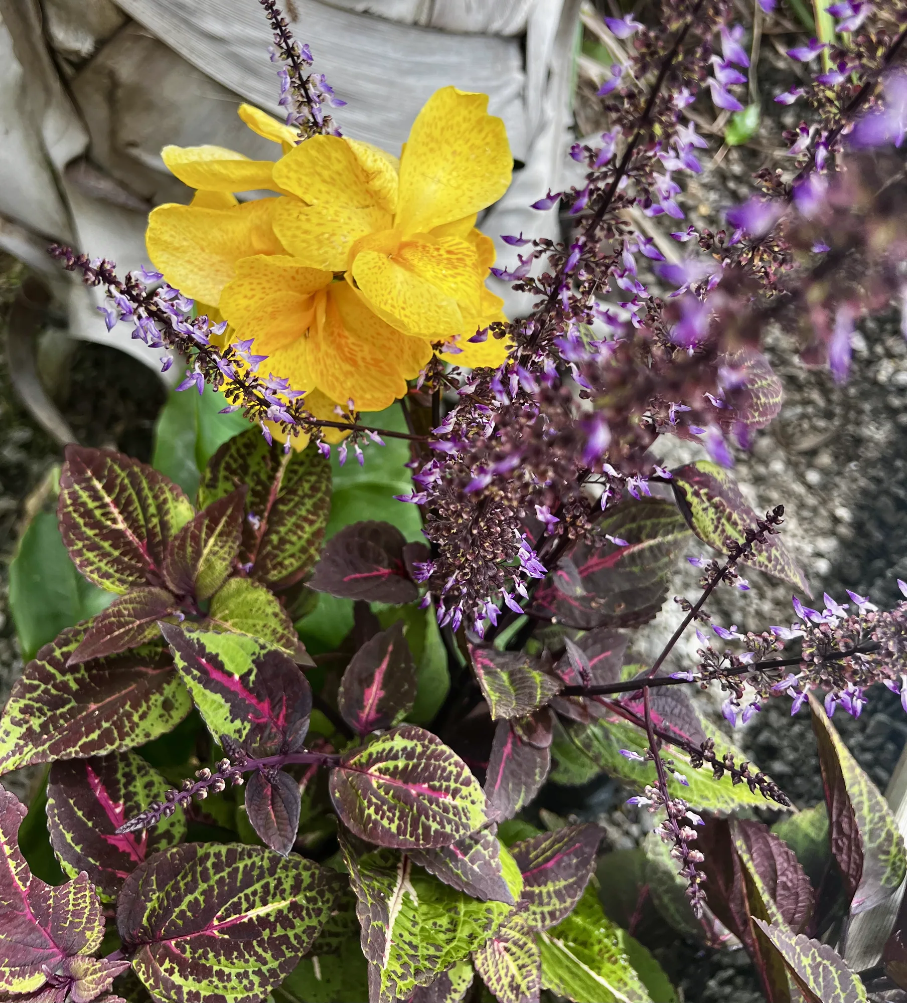 Fleur tropicale du jardin