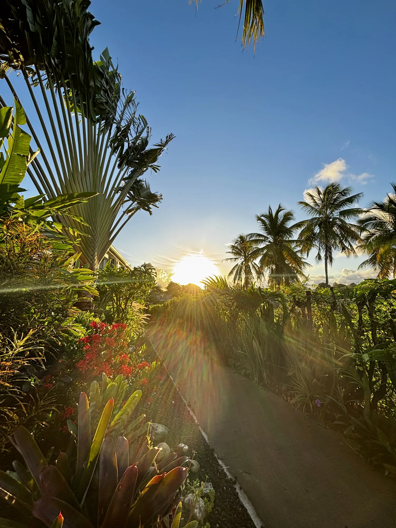 Jardin tropical au coucher du soleil