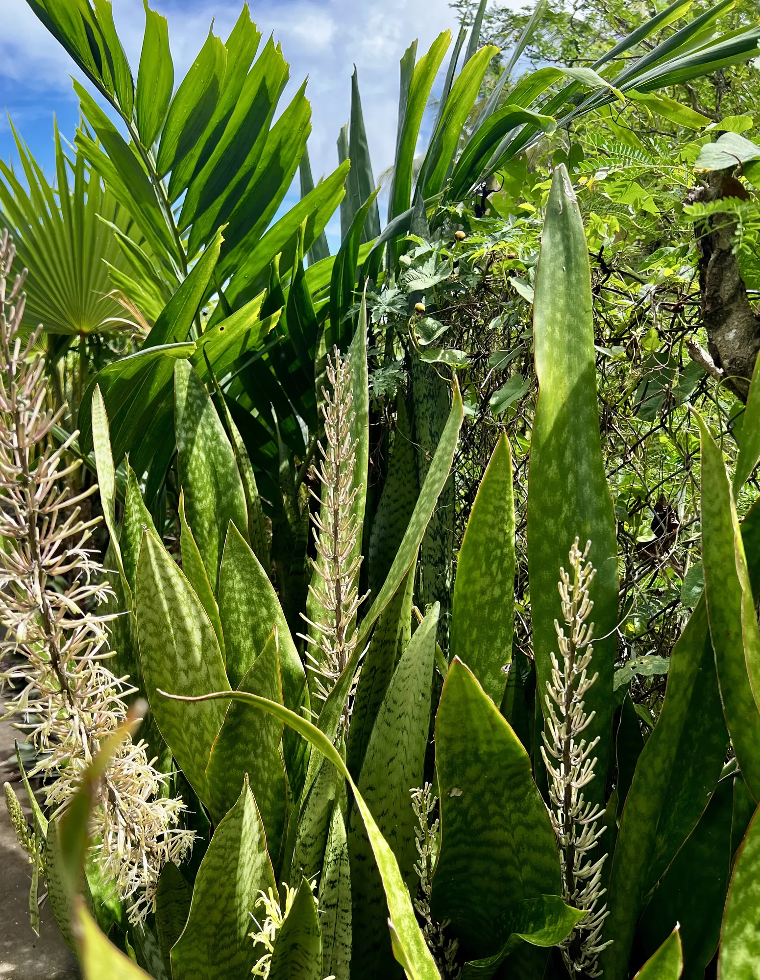 Palmiers du jardin tropical