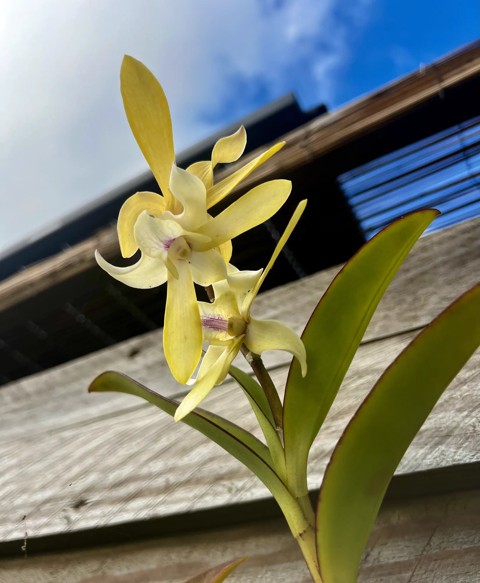Orchidée jaune sur le bardage bois