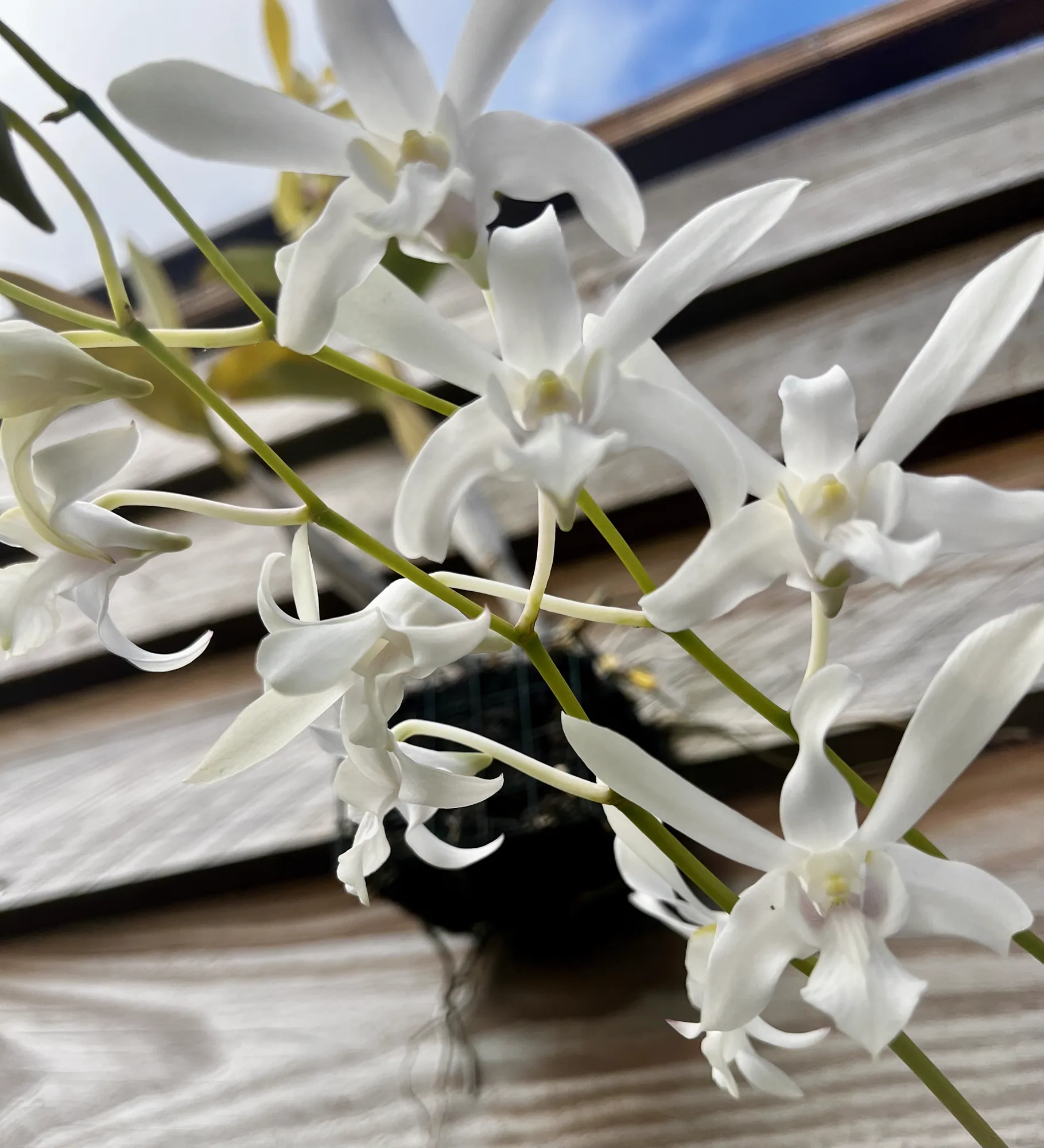 Orchidées blanches du jardin