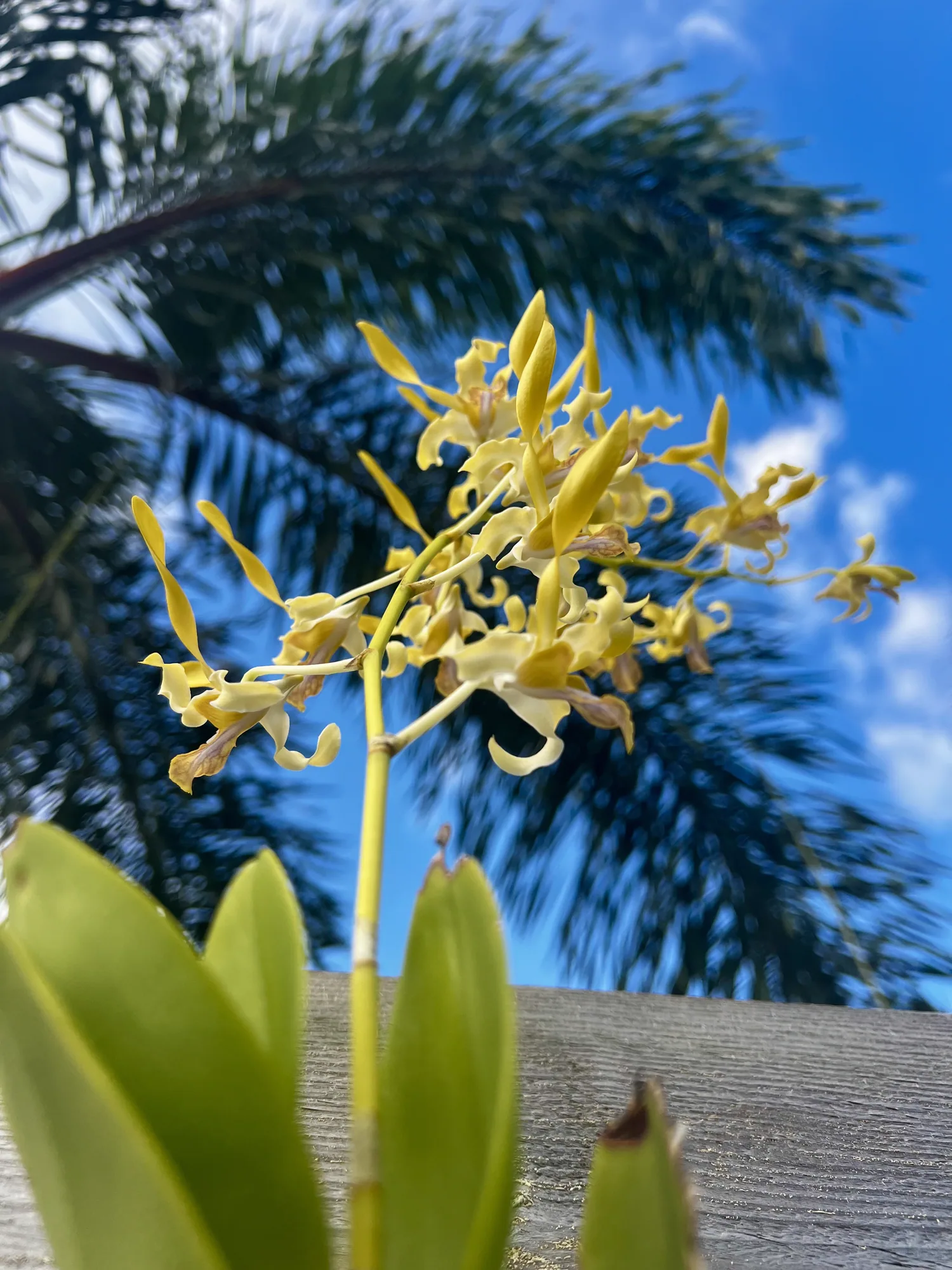 Orchidées jaunes du jardin