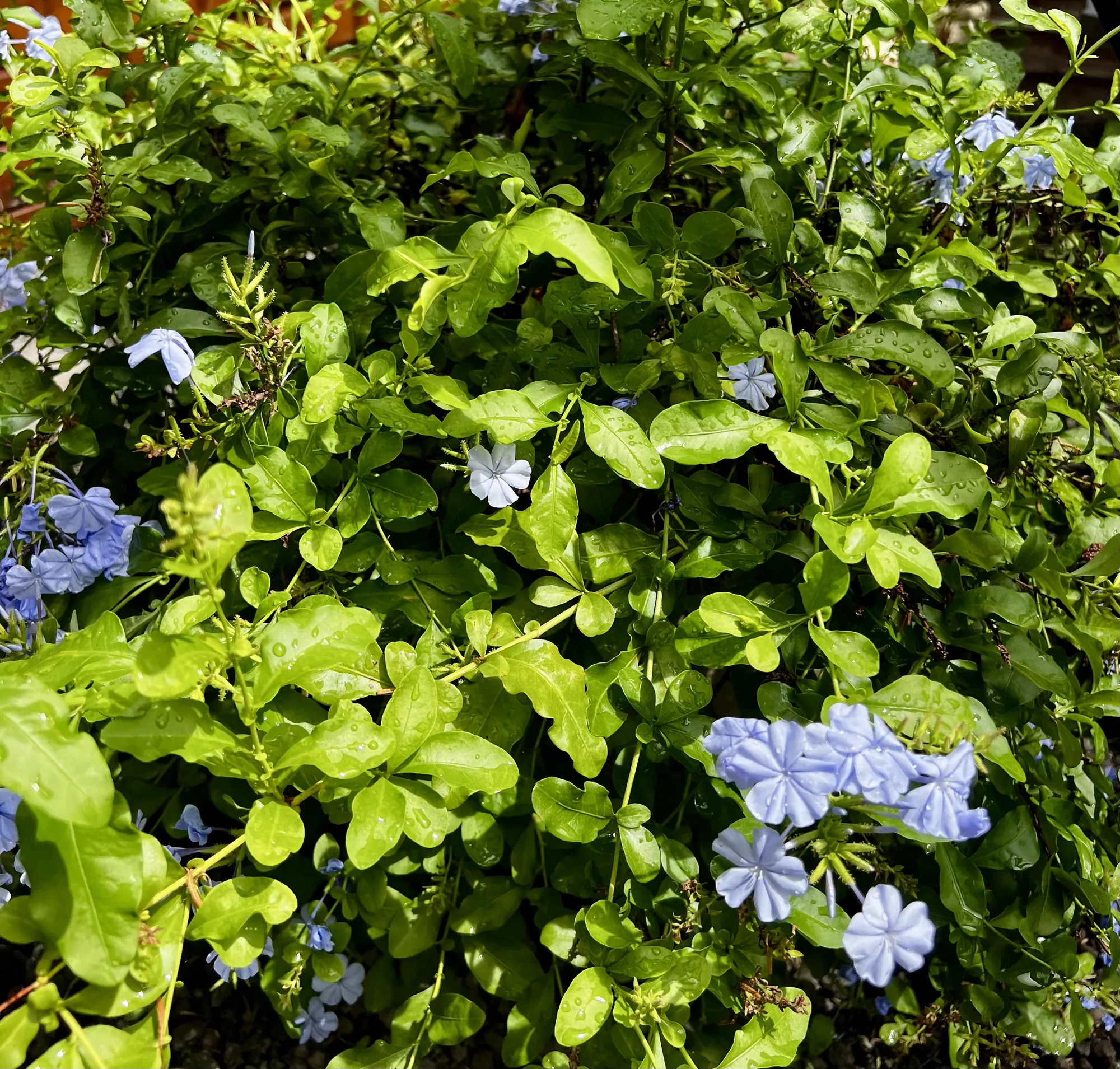 Plumbago aux fleurs bleues